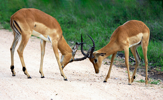 Establishing hierarchy in herd of African impala antelopes by means of clash of horns. Young males of wild impala try their hand at butting horns.