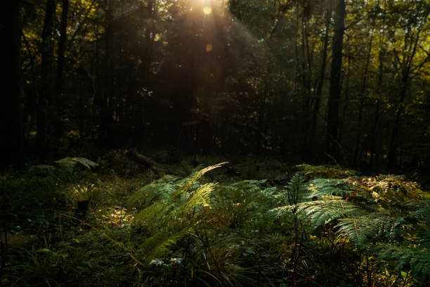 istock Dark forest with fern branches and rays of light through tree branches. an atmosphere of naturalness and a bit of mysteriousness. Dark naturalism 1680728695