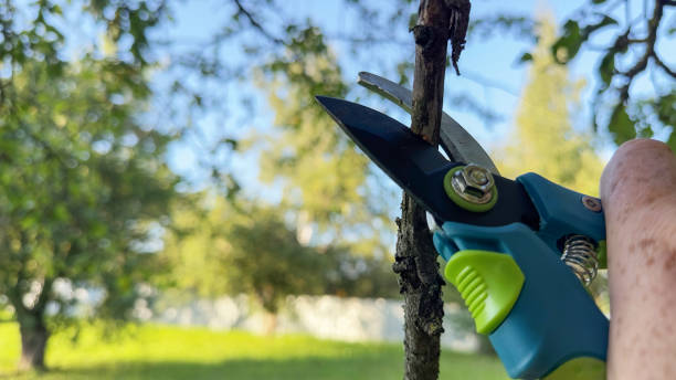 istock Cutting branches of tree. Pruning shears Pruner. Prunes branches of a tree in garden use secateurs. 1680728697