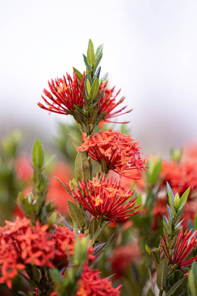 istock Red Jungle Flame Plant Flower 1680732876