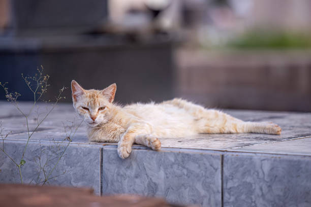 istock feline animal domestic cat abandoned 1680733571