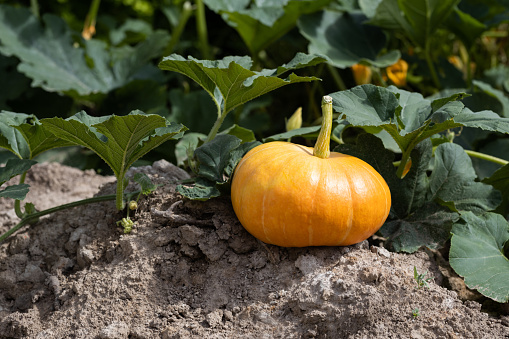 A large orange pumpkin in a vegetable garden. Autumn harvest. Growing pumpkins. Organic vegetables.