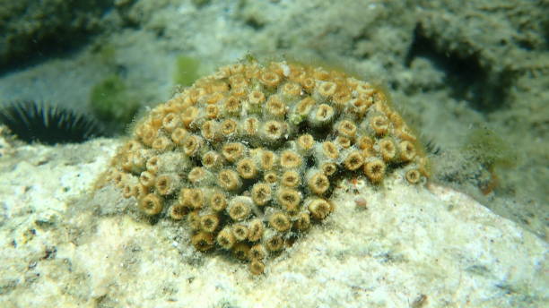istock Stony coral cushion coral (Cladophora dalmatica, former scientific name Cladophora caespitosa) undersea 1680741097