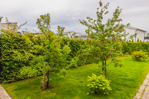 Beautiful view of garden with apple trees on cloudy autumn day. Sweden.