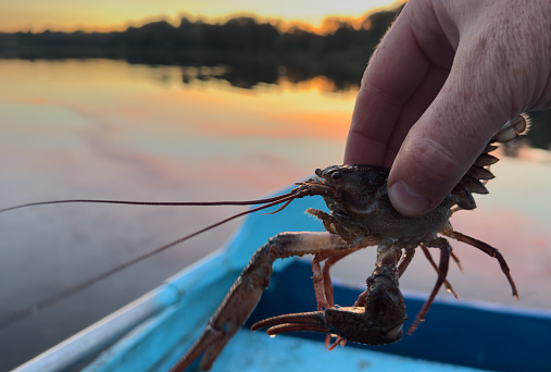 Crayfish in fisherman's hand on  lake. Illegal Catching crayfish and illegal Crayfishing on river. Iillegal fishing. Crawdads, are crustaceans that live in freshwater environments throughout world