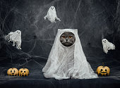 Halloween cat in a ghost costume on dark gray background. British cat in a white sheet with pumpkin jack and ghosts. Funny cat in a Halloween costume.
