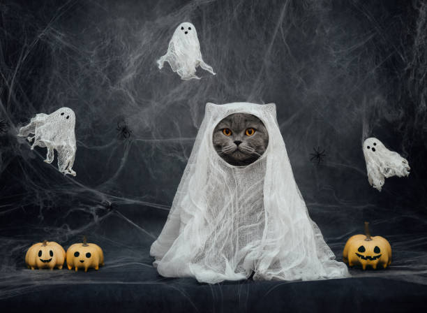 Halloween cat in a ghost costume on dark gray background. British cat in a white sheet with pumpkin jack and ghosts. Funny cat in a Halloween costume. Halloween cat in a ghost costume on dark gray background. British cat in white sheet with pumpkin jack and ghosts. Funny cat in a Halloween costume. black cat costume stock pictures, royalty-free photos & images