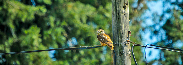 Eurasian pygmy owl in natural habitat