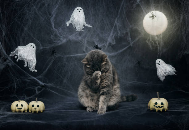 istock Scared cat on Halloween background with the moon, pumpkins, cobwebs and ghosts. Scottish cat closes eyes with paw. Funny Halloween kitty. 1680744351