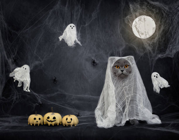 istock British cat in a ghost costume on dark background with spiderwebs, pumpkin jack and a glowing moon. Funny Halloween cat. Copy space. 1680745980
