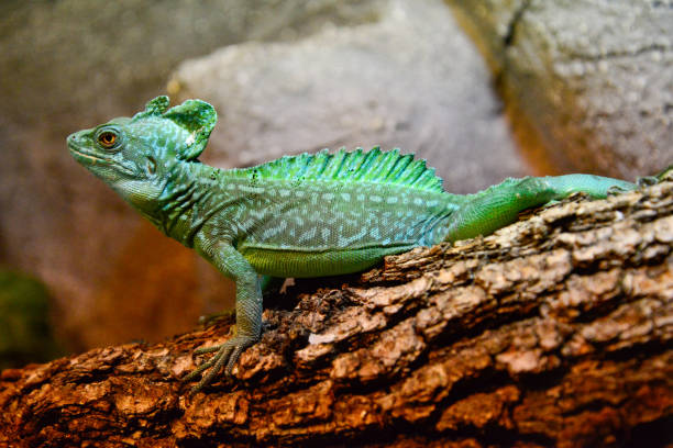 Basilisk Types 570+ Green Plumed Basilisk Foto Stok, Potret, & Gambar Bebas Royalti ...