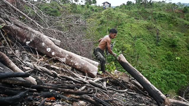 Man Clearing Land With Chainsaw - Stock Video