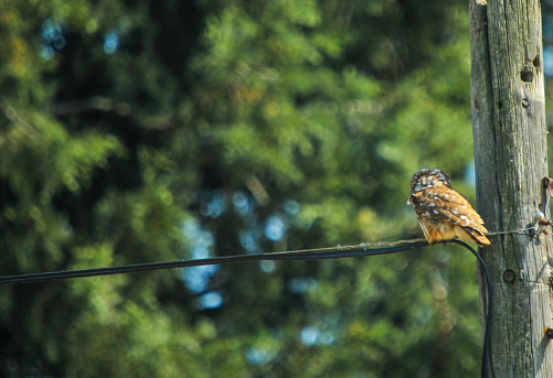 Eurasian pygmy owl in natural habitat