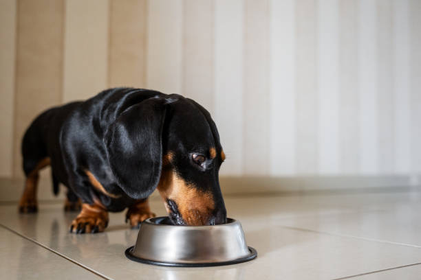 istock A dachshund dog eating feed 1680762034