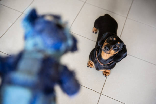un perro salchicha mirando un juguete. - pet toy dachshund dog toy fotografías e imágenes de stock