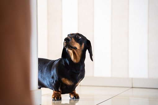A dachshund leaning out of the kitchen looking up to see if he's being fed.