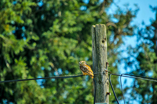 Eurasian pygmy owl in natural habitat