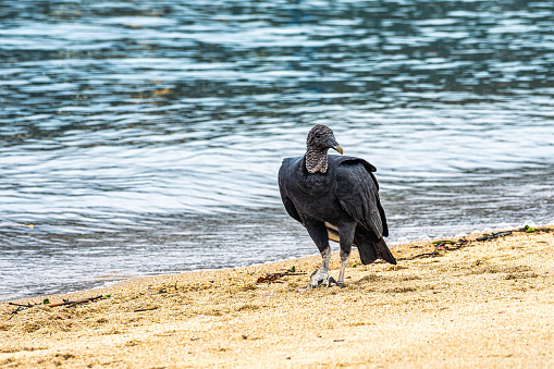 Black brazilian vulture, Coragyps atratus at the beach of the colonial city of Paraty, Rio de Janeiro, Brazil.