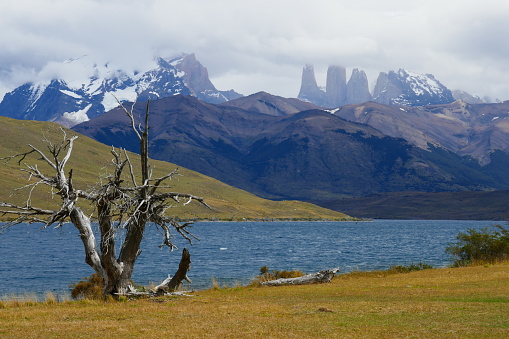 Blick auf die 3 Torres, vom See, mit totem Baum
