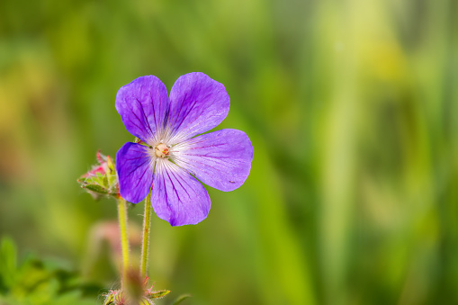 Blue and purple flowers of Geranium wallichianum. Summer or spring flower background.