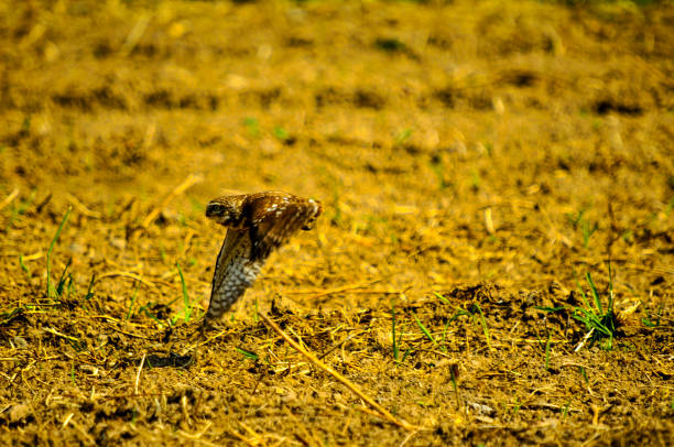 Eurasian pygmy owl in natural habitat