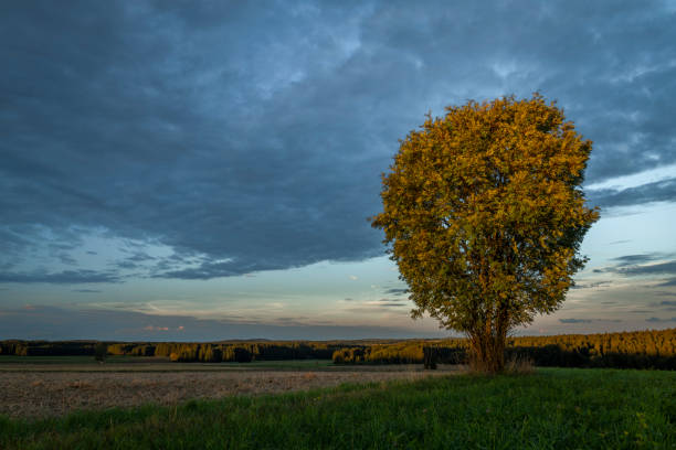 Tree alone in field with sunset near Ottenschlag town in Austria summer evening