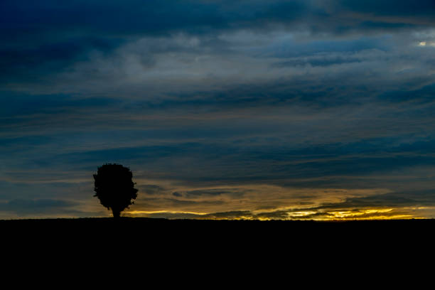 Tree alone in field with sunset near Ottenschlag town in Austria summer evening