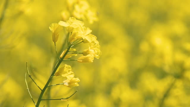 Canola crop in bloom. Yellow flower of rapeseed plant in cultivated agricultural field