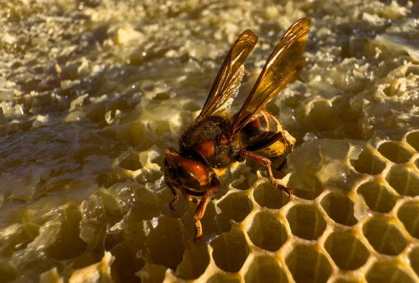 istock Hornet destroys bee hive. 1680794719