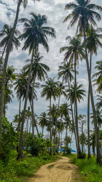 istock Coconut Tree Silhouette Landscape Background with under blue sky and white clouds during daytime 1680802537