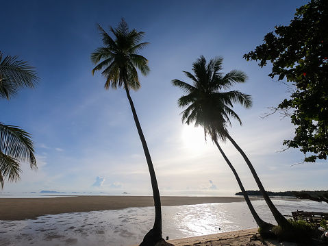 A group of very tall coconut trees soars into the clear blue sky. Tall Coconut Trees on the beach area with clear sky in the background.