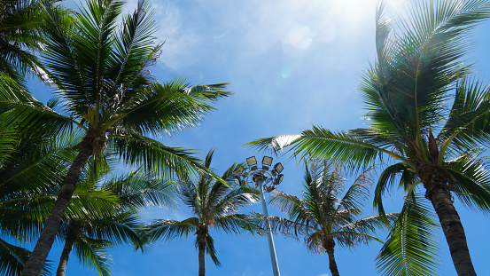 A group of very tall coconut trees with spotlight. Tall Coconut Trees on the beach area with clear sky in the background.
