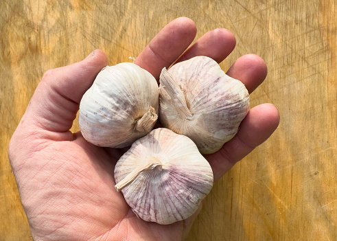 Garlic in hand on wooden background. Garlic (Allium sativum) is a species of bulbous flowering plant in the genus Allium. Its close relatives include the onion, shallot, leek, chive