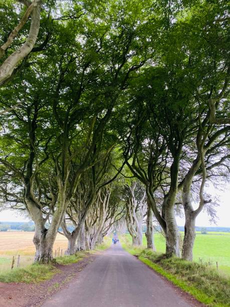 istock Dark Hedges Game of Thrones Location 1680814190