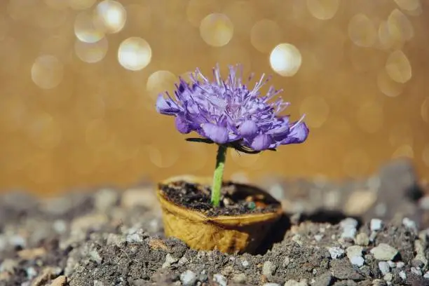 Purple plant in walnut shell