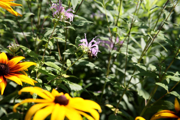 istock Bee in Summer garden 1680827616