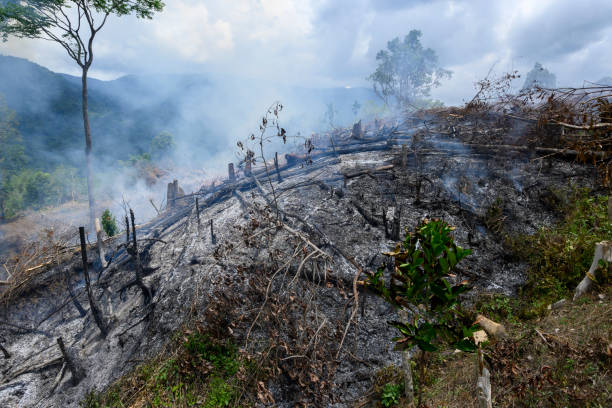 istock Clearing New Land by Burning Deforestation - Stock Photo 1680832985