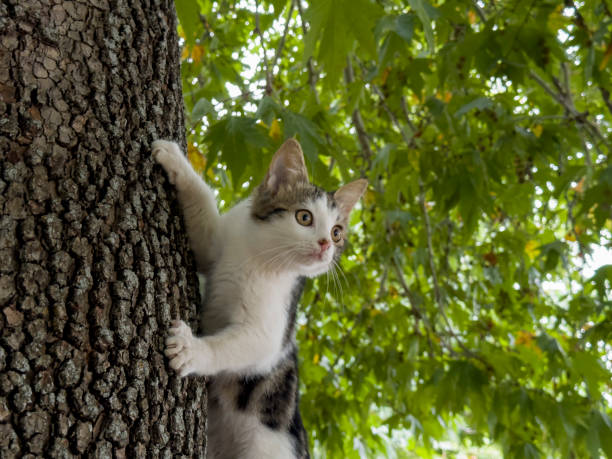 istock Defense instinct and looks of a little kitten by climbing a tree 1680834061