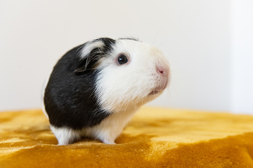 This is a photograph of a pet guinea pig indoors.