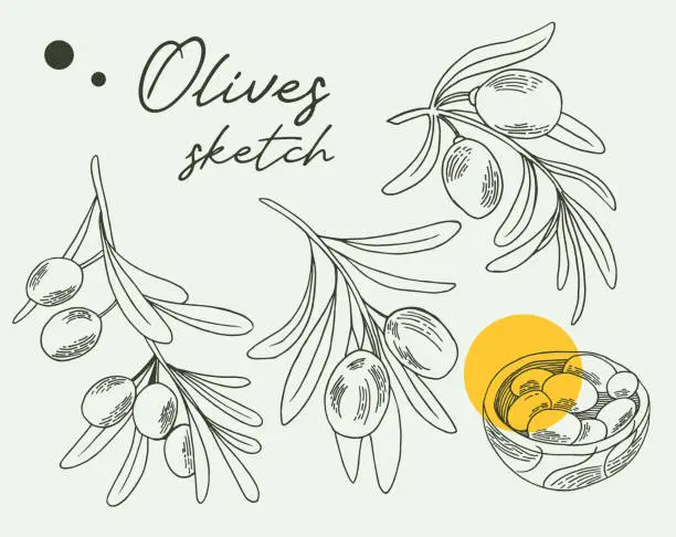 Vector illustration of Engraved olive branch. Sketch branches with leaves and blossoms, hand drawn olives design element. Agricultural ripe plant or fruit isolated on white background vector illustration set.