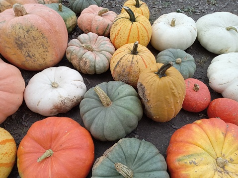 The pumpkins of South western Ohio