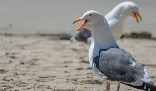 Two seagulls speaking with beaks open; copy space
