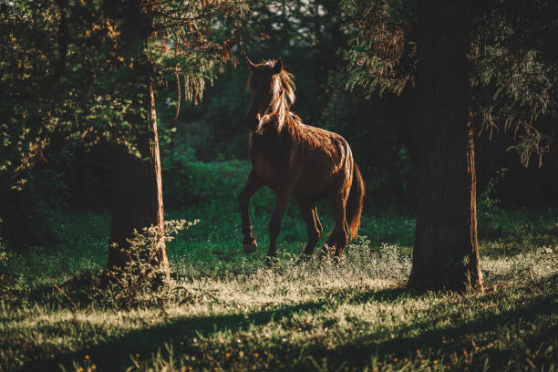 Horse In The Forest At The Sunset in Chokhatauri, Guria, Georgia