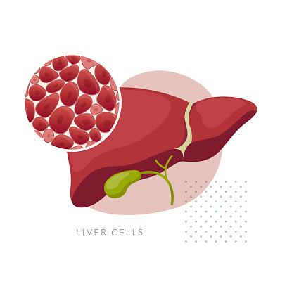 Healthy Liver - Stock Illustration as EPS 10 File