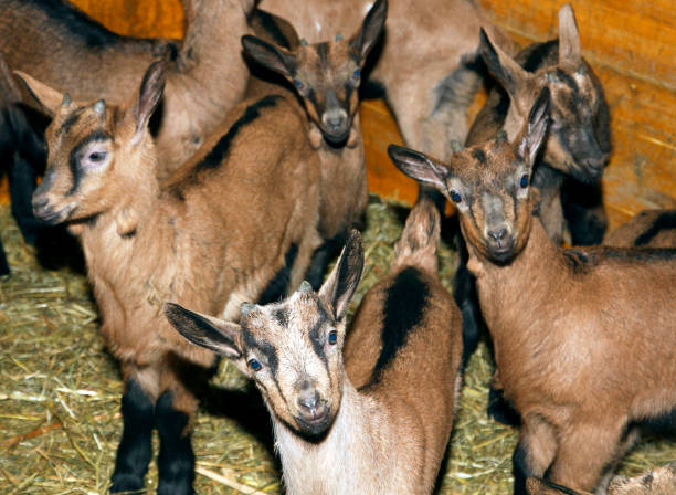 istock Afraid goats in the stable with straw and black paws 1680851885