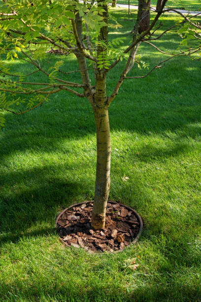 istock Mulching with bark under a young tree on a green lawn in a garden or park 1680854583