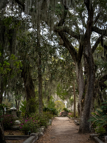 Tree-lined path in Bonaventure Cemetery in Savannah. in Savannah, Georgia, United States