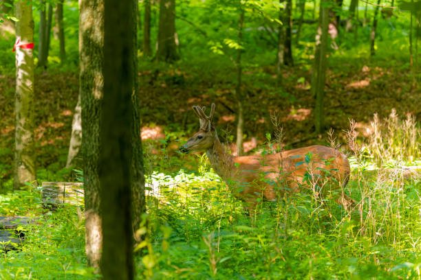 istock The white-tailed deer or Virginia deer (Odocoileus virginianus) 1680862713