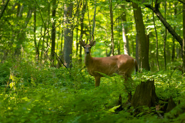 istock The white-tailed deer or Virginia deer (Odocoileus virginianus) 1680863220