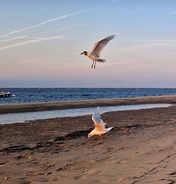 istock Seagull taking flight on the edge of the ocean 1680865603